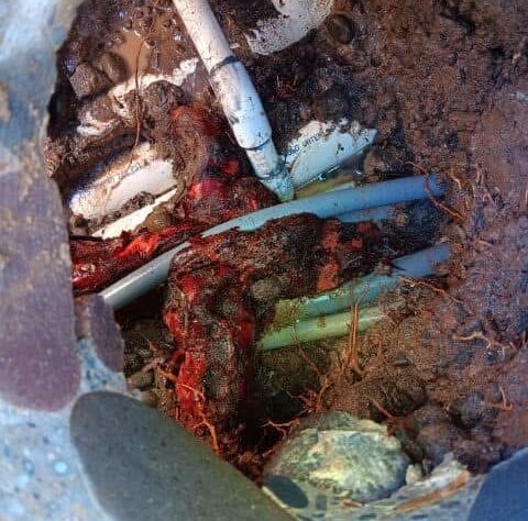 How Tree Roots Cause Pool Leaks in pool service in Roseville